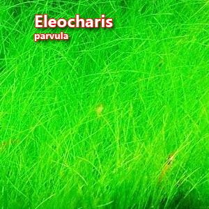 Eleocharis parvula